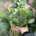 精品，菠菜，可以视频看货，大量现货供应，