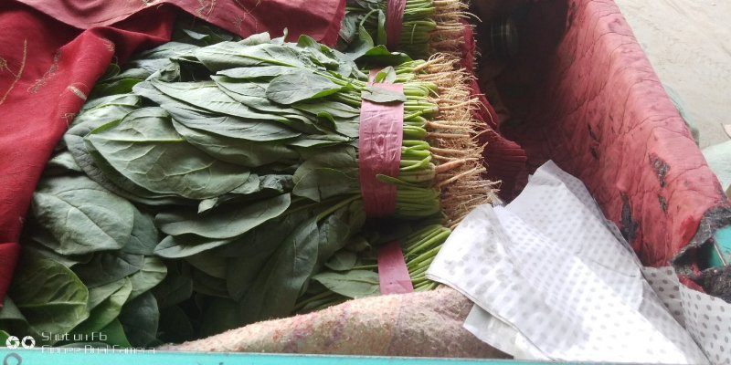 精品，菠菜，可以视频看货，大量现货供应，