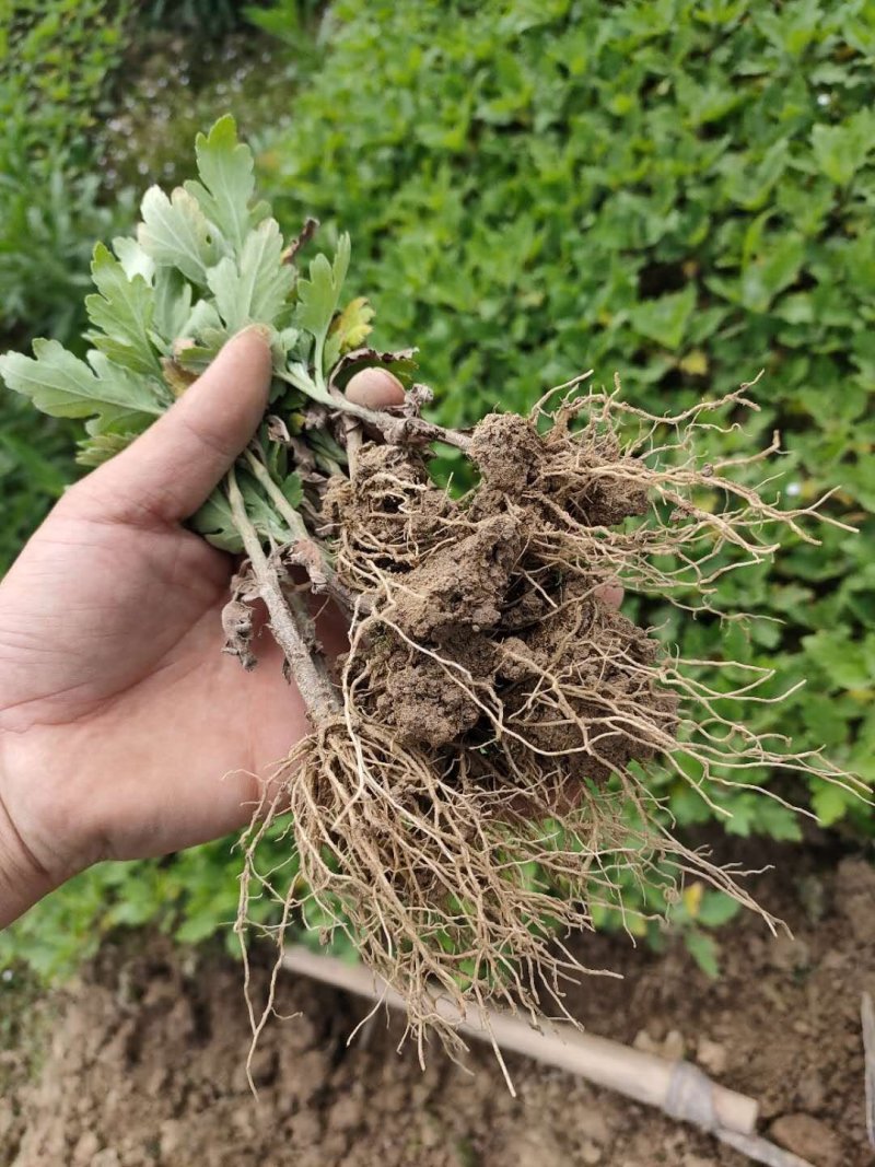 大量批发金丝皇菊苗婺源菊花苗菊花苗