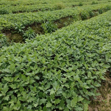 大量批发金丝皇菊苗婺源菊花苗菊花苗