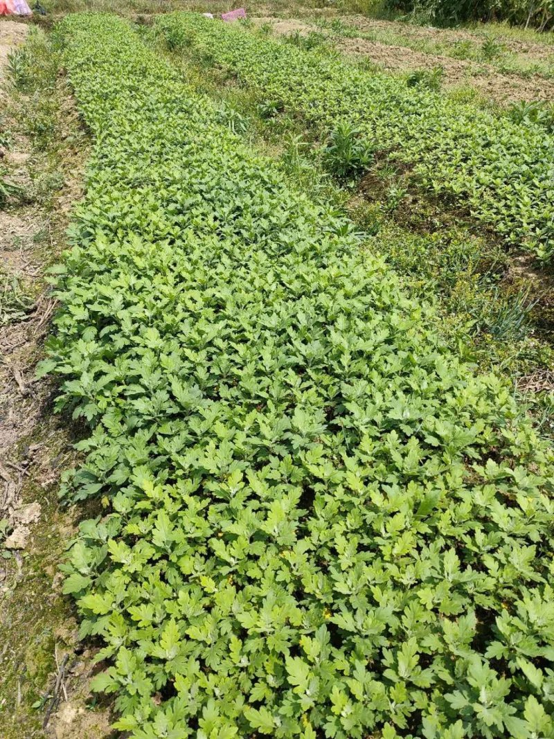 大量批发金丝皇菊苗婺源菊花苗菊花苗