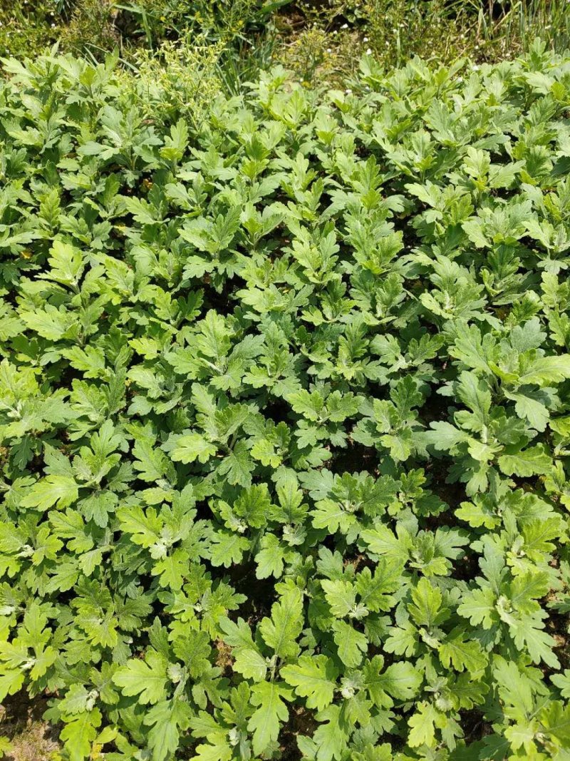 金丝皇菊苗，婺源菊花苗，菊花苗，现挖现发，包质量