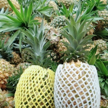 香水菠萝