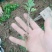 菊花苗正宗优质菊花苗基地直发特价销售