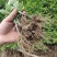 菊花苗正宗优质菊花苗基地直发特价销售