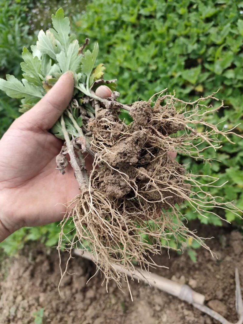 菊花苗正宗优质菊花苗基地直发特价销售