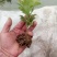 菊花苗正宗优质菊花苗基地直发特价销售