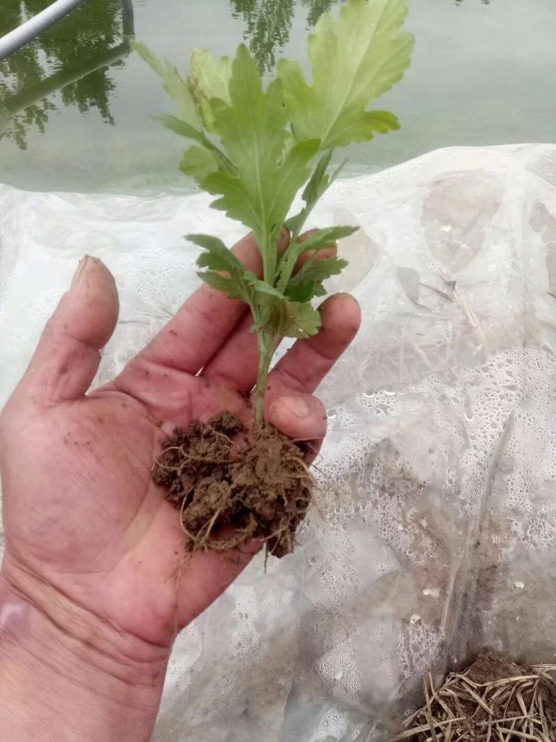 菊花苗正宗优质菊花苗基地直发特价销售