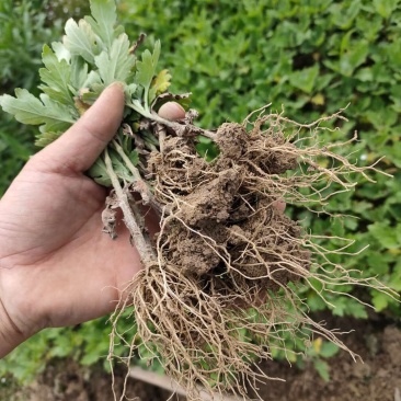 菊花苗正宗优质菊花苗基地直发特价销售
