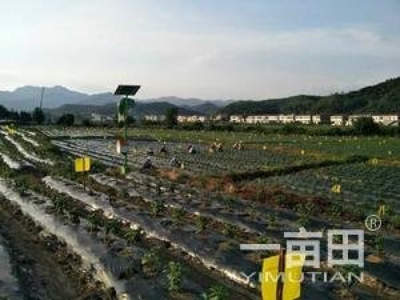 菊花苗金丝皇菊苗泡茶喝观赏植物黄色秋菊价格低廉