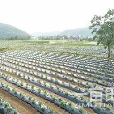 菊花苗金丝皇菊苗泡茶喝观赏植物黄色秋菊价格低廉