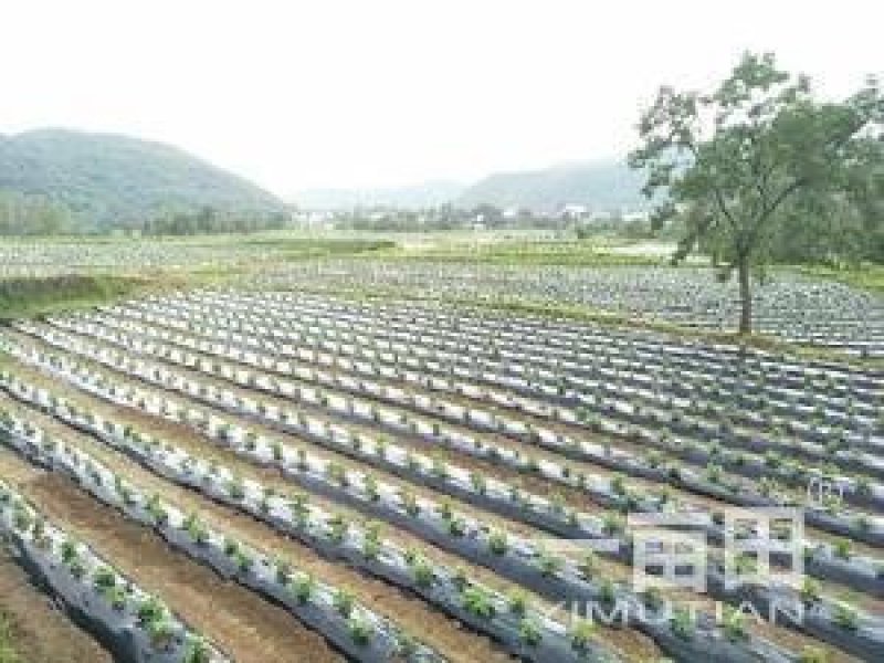 菊花苗金丝皇菊苗泡茶喝观赏植物黄色秋菊价格低廉