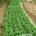 菊花苗金丝皇菊苗泡茶喝观赏植物黄色秋菊价格低廉