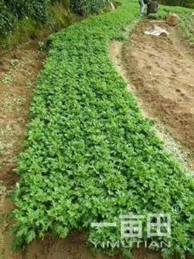 菊花苗金丝皇菊苗泡茶喝观赏植物黄色秋菊价格低廉