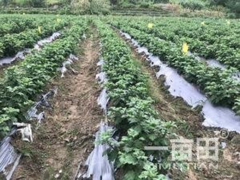 菊花苗金丝皇菊苗泡茶喝观赏植物黄色秋菊价格低廉