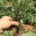 菊花苗金丝皇菊苗泡茶喝观赏植物黄色秋菊价格低廉