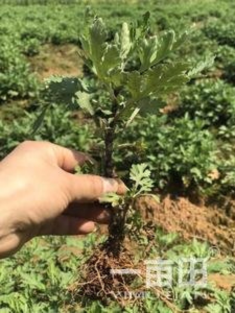菊花苗金丝皇菊苗泡茶喝观赏植物黄色秋菊价格低廉