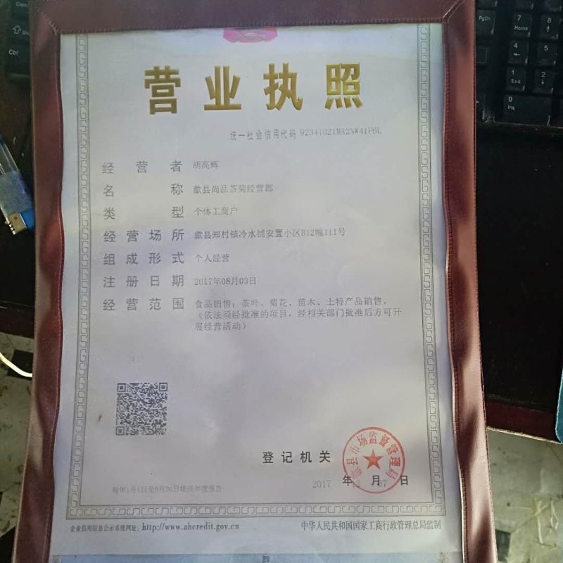 菊花苗金丝皇菊苗泡茶喝观赏植物黄色秋菊价格低廉