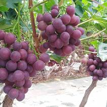 粉红（扎那）葡萄1~1.5斤5%以下