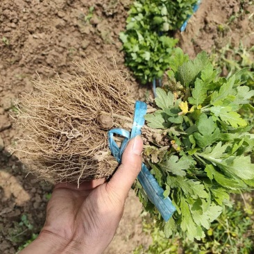 菊花苗金丝皇菊苗基地直销品种纯正无中间价