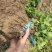 菊花苗金丝皇菊苗基地直销品种纯正无中间价