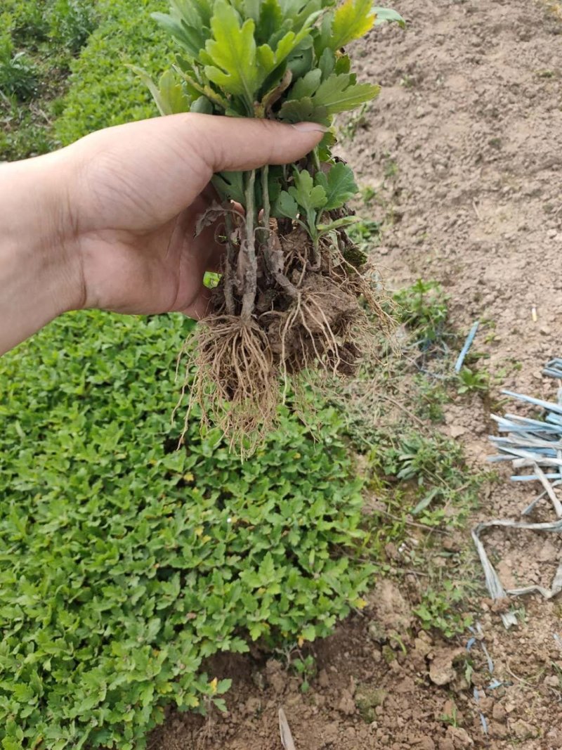 菊花苗金丝皇菊苗基地直销品种纯正无中间价