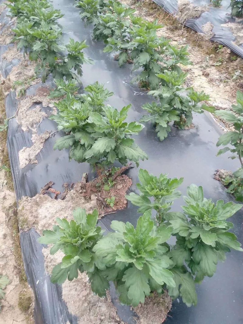 菊花苗金丝皇菊苗基地直销品种纯正无中间价