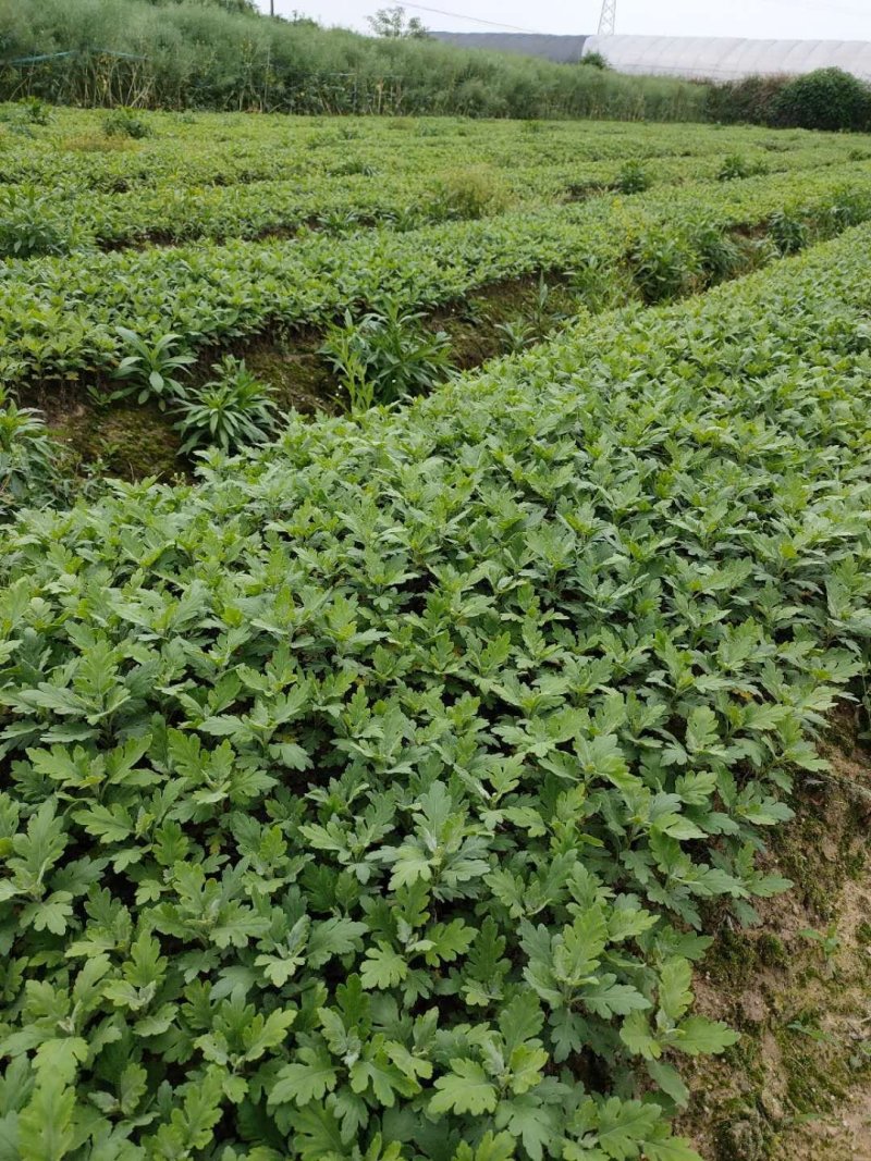 菊花苗金丝皇菊苗基地直销品种纯正无中间价