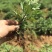 菊花苗金丝皇菊苗基地直销品种纯正无中间价