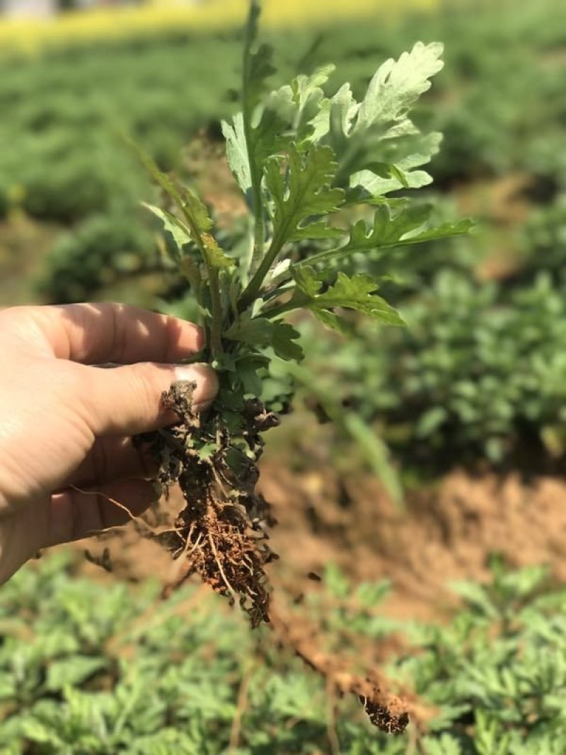 菊花苗金丝皇菊苗基地直销品种纯正无中间价