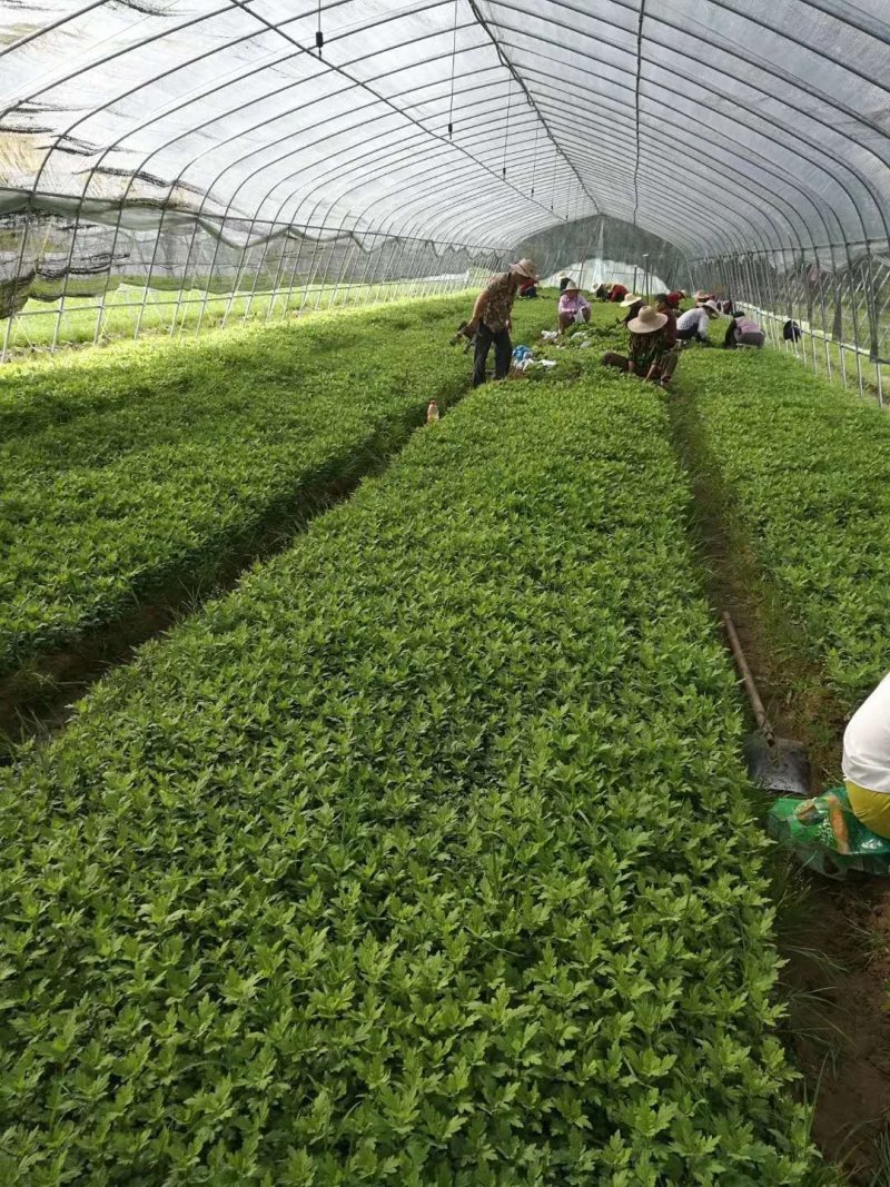 菊花苗金丝皇菊苗基地直销品种纯正无中间价