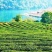亿艾藤茶