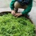 亿艾藤茶