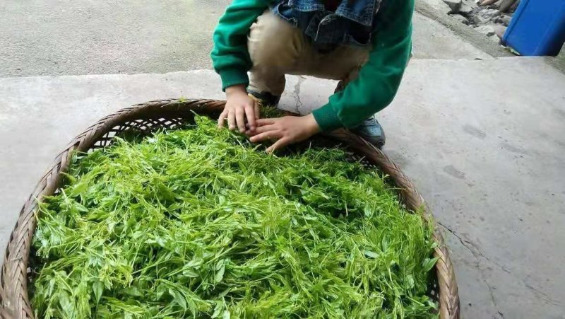 亿艾藤茶