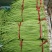 【官方首推】长豆角产地直销价格实惠。质量保证