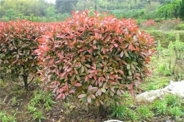 城市主干道两侧整齐列植的'红罗宾'红叶石楠形成连贯的紫红色景观带,树木高度约1.8米,冠幅均匀,正处于春季盛叶期,背景为现代化城市道路环境,体现其在市政绿化中的实际应用效果 城市道路两侧种植的'红罗宾'红叶石楠形成红色景观带
