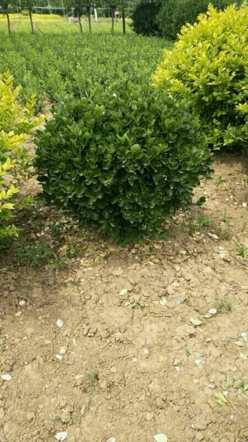 精品冬青球工程绿化苗木冬青球规格齐全基地直销