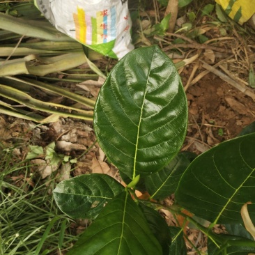 越南红肉菠萝蜜苗——正品