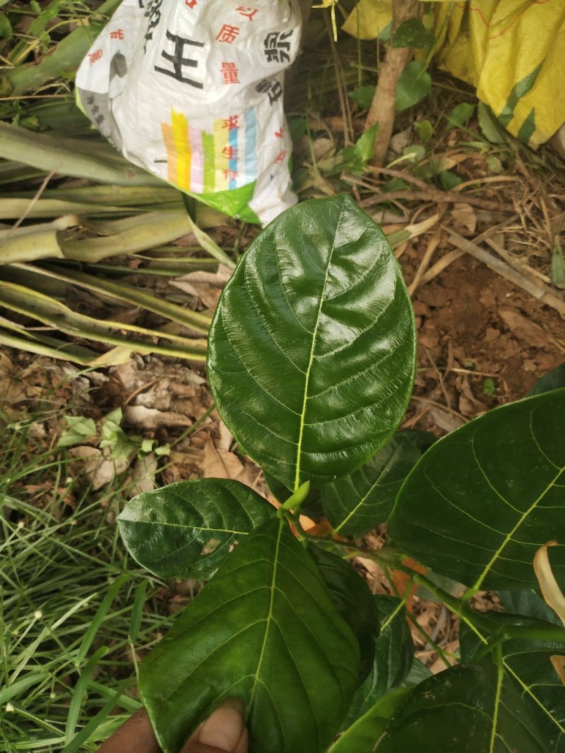 越南红肉菠萝蜜苗——正品