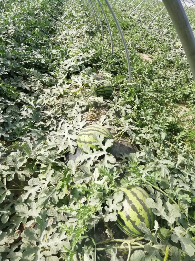 甜王西瓜批发，陕西甜王西瓜基地价格，大棚西瓜基地价格