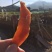 【2斤特价】烘烤原味红薯干农家自制薯片地瓜干