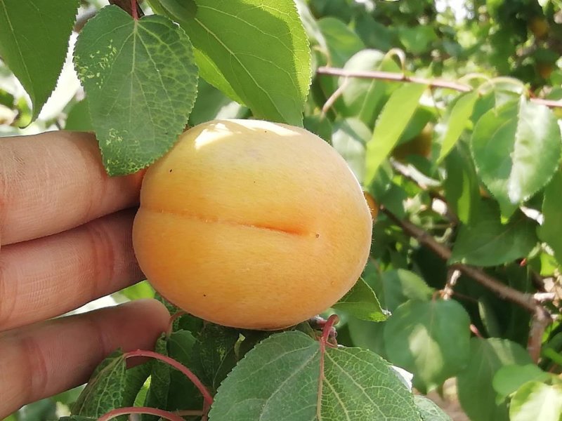 大量供应红太阳杏，量大从优，罐头杏，商品杏