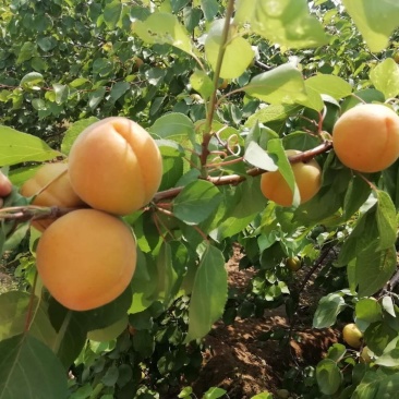 大量供应红太阳杏，量大从优，罐头杏，商品杏