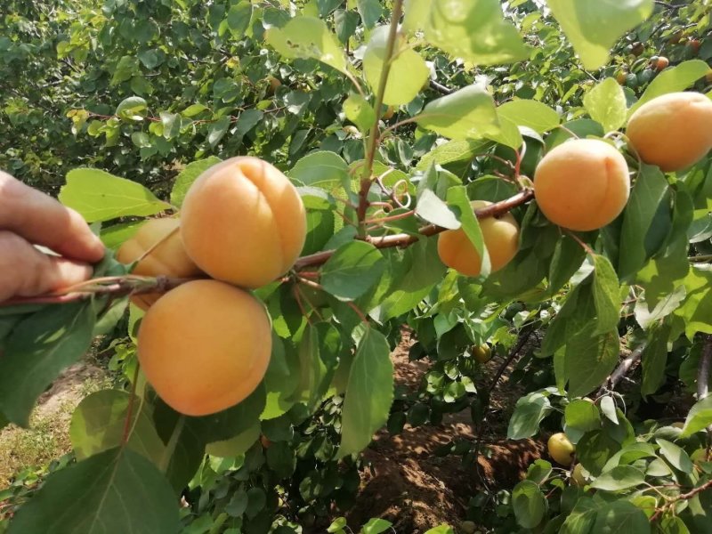 大量供应红太阳杏，量大从优，罐头杏，商品杏