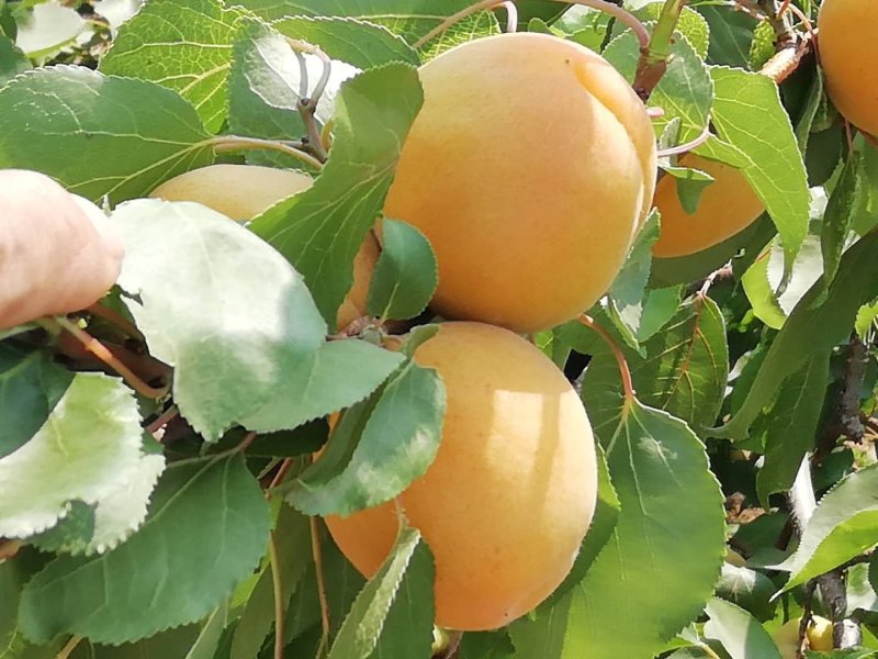 大量供应红太阳杏，量大从优，罐头杏，商品杏