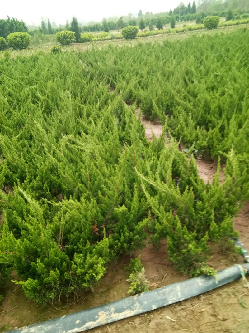 龙柏苗40-60厘米高20-25冠幅绿化工程龙柏苗