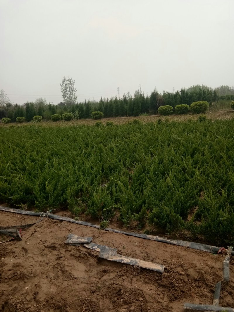 龙柏苗40-60厘米高20-25冠幅绿化工程龙柏苗