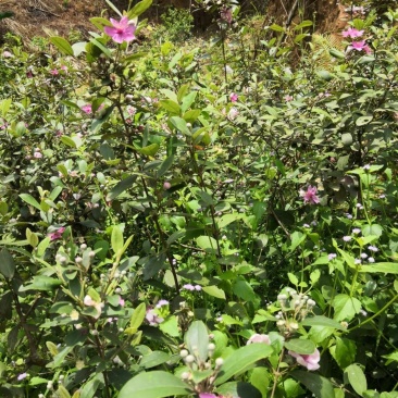 正宗桃金娘树苗山捻子苗乌稔多尼小种苗盆景地栽室内阳台庭院