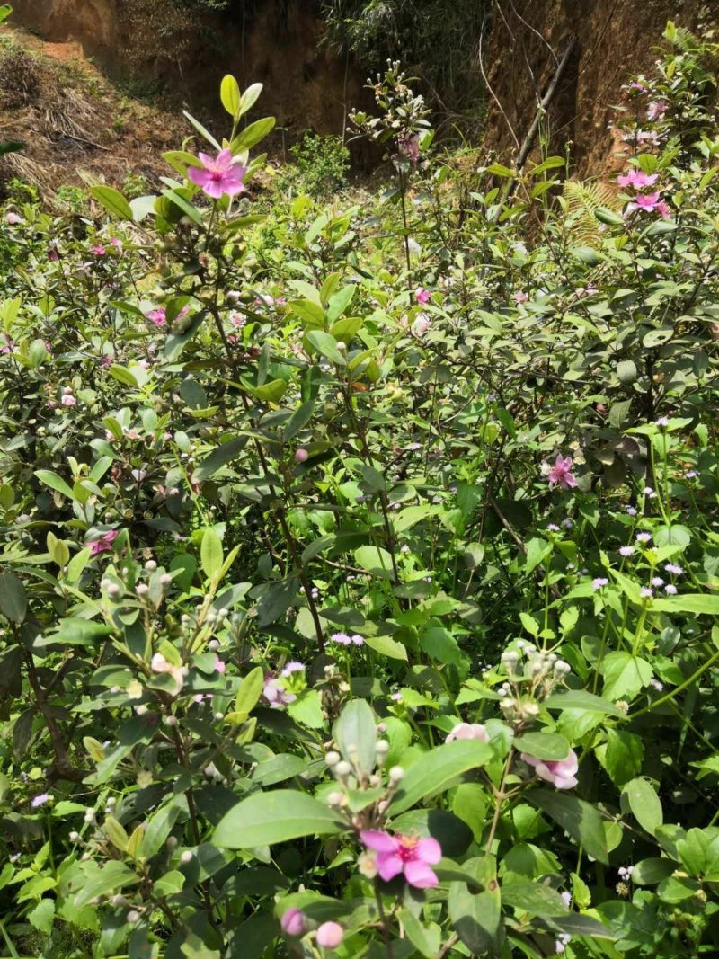 正宗桃金娘树苗山捻子苗乌稔多尼小种苗盆景地栽室内阳台庭院