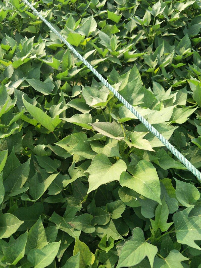 洛薯13红薯苗